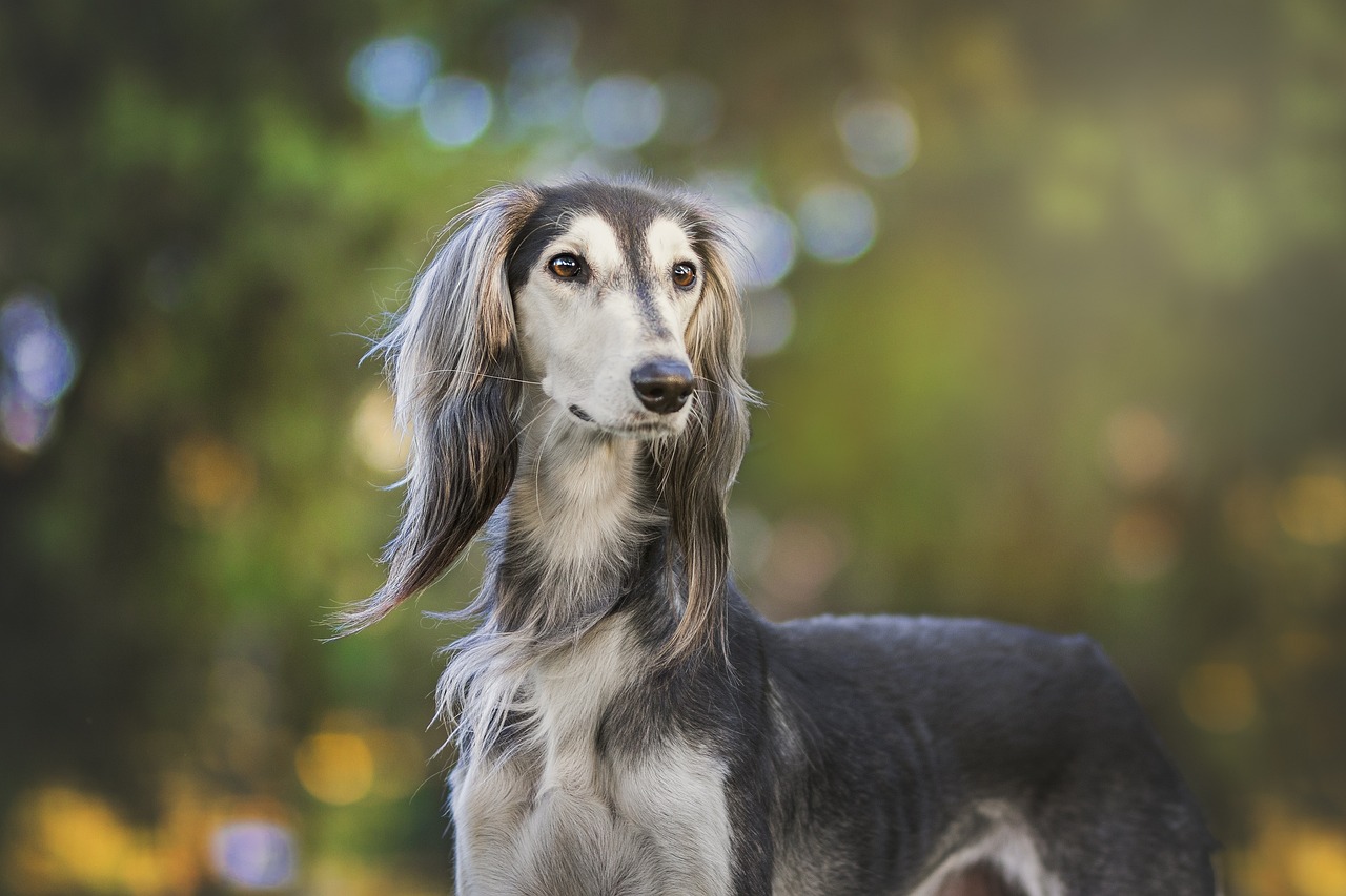 Pourquoi faire appel à un nutritionniste spécialisé en alimentation canine