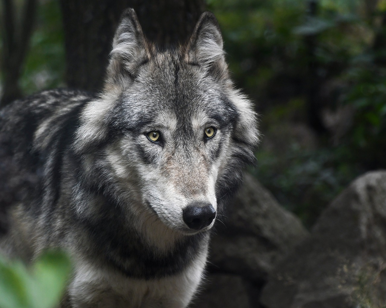 Pourquoi l’argument « nourrir son chien comme un loup sauvage » est trompeur 