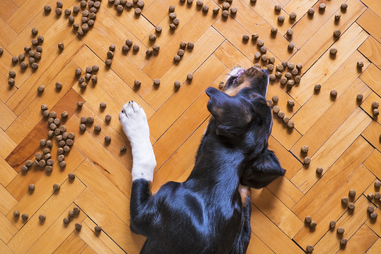 Éviter les erreurs classiques en alimentation canine