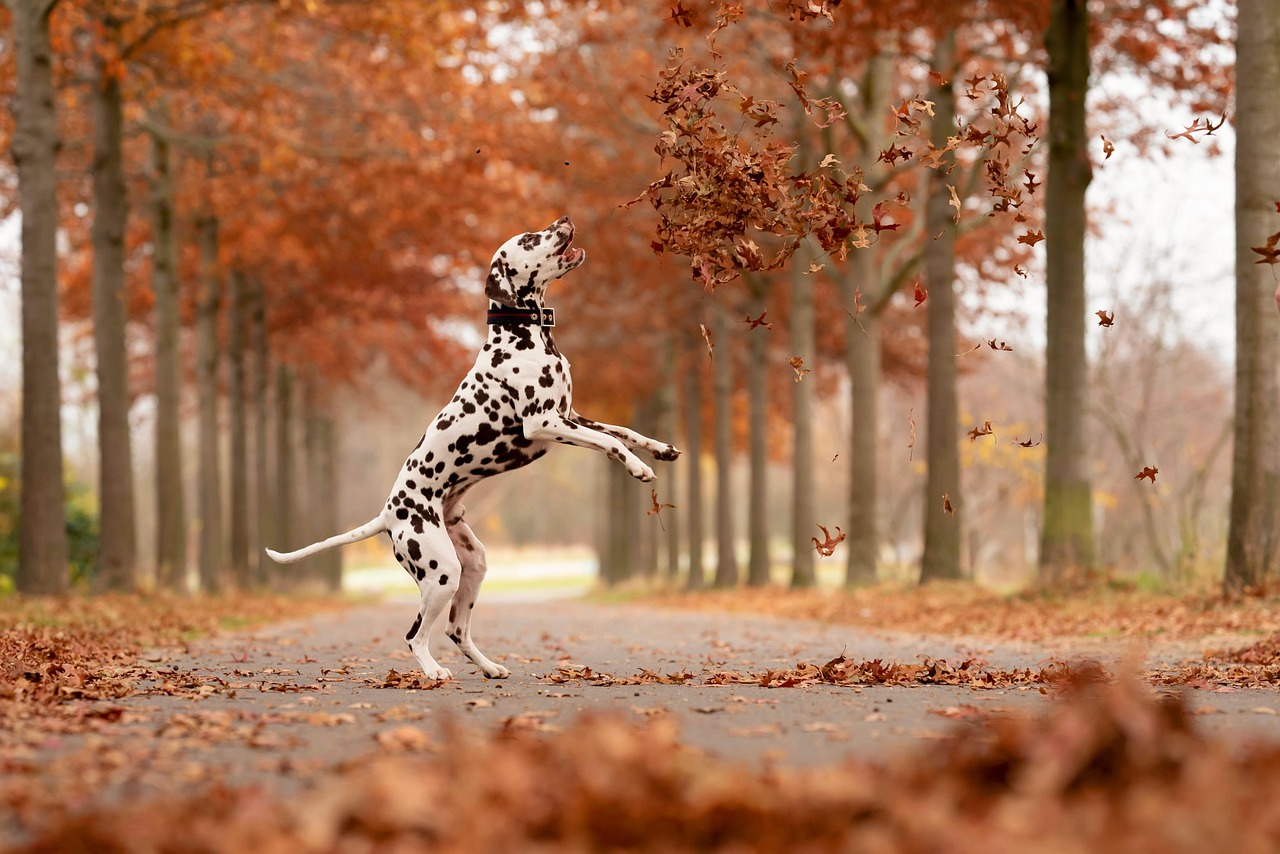 Comment faire maigrir un chien ?